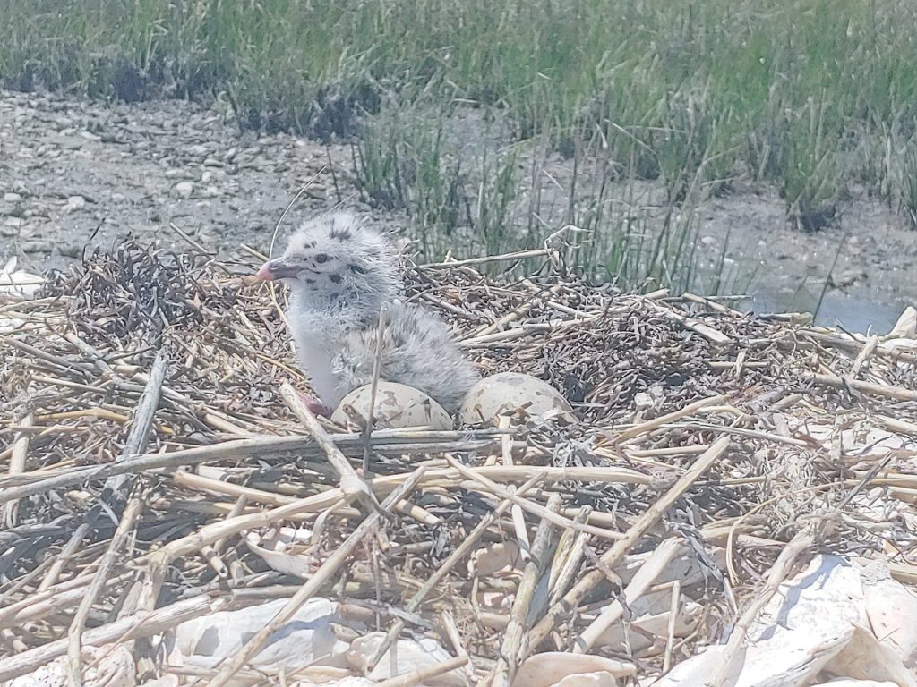 Baby Bird and Bird Eggs in Nest